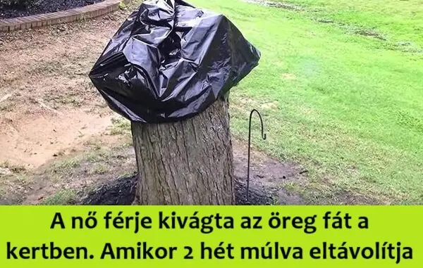 kivagtaafat781