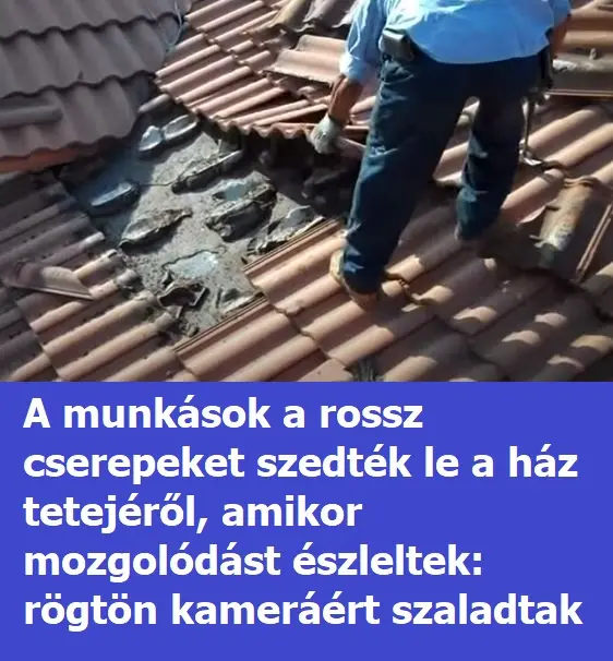 cserepek n