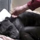 Az 59 éves haldokló csimpánz elutasítja az ételt, ám ekkor meghallja gondozója hangját. Hihetetlen. Videó!