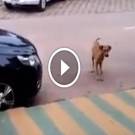 A kutya elsétál egy parkoló kocsi mellett. Amikor meghallja a zenét? Sírni fogsz a nevetéstől.