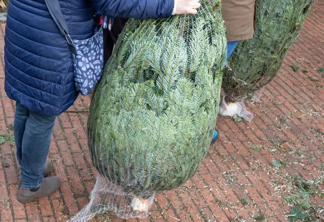 karacsonyfa38c1b48fb1